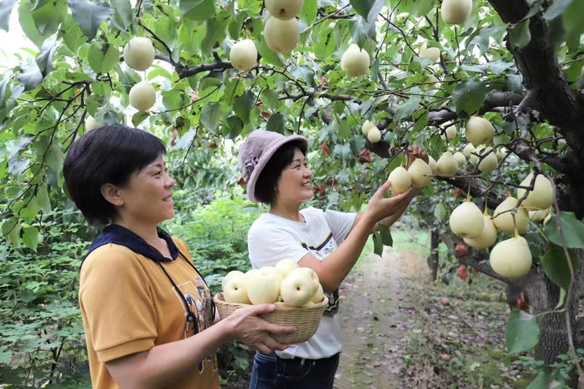 游客在梨園體驗豐收采摘的快樂。任寒霜攝