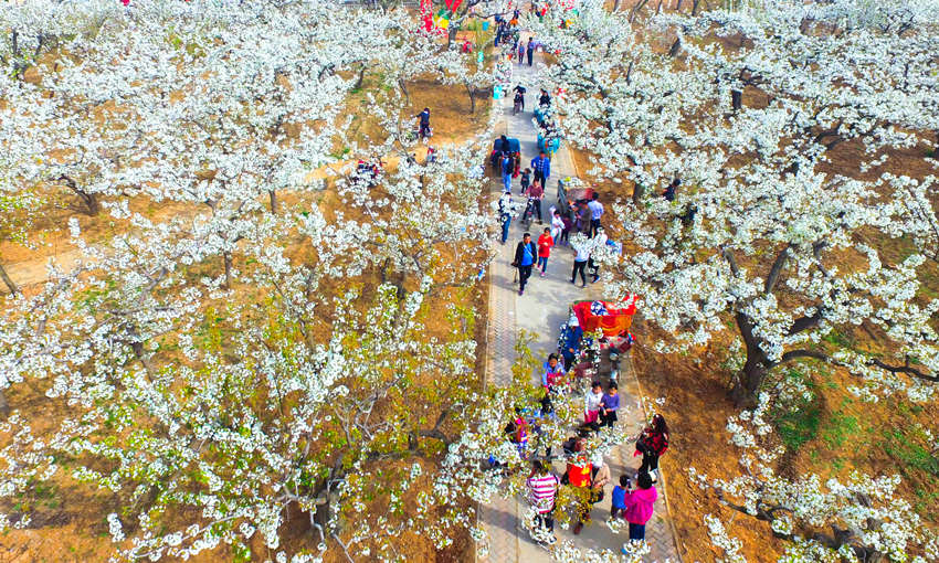 游客在河北魏縣魏城鎮(zhèn)東南溫的梨花園內(nèi)踏青賞花（資料圖）。王洪超攝