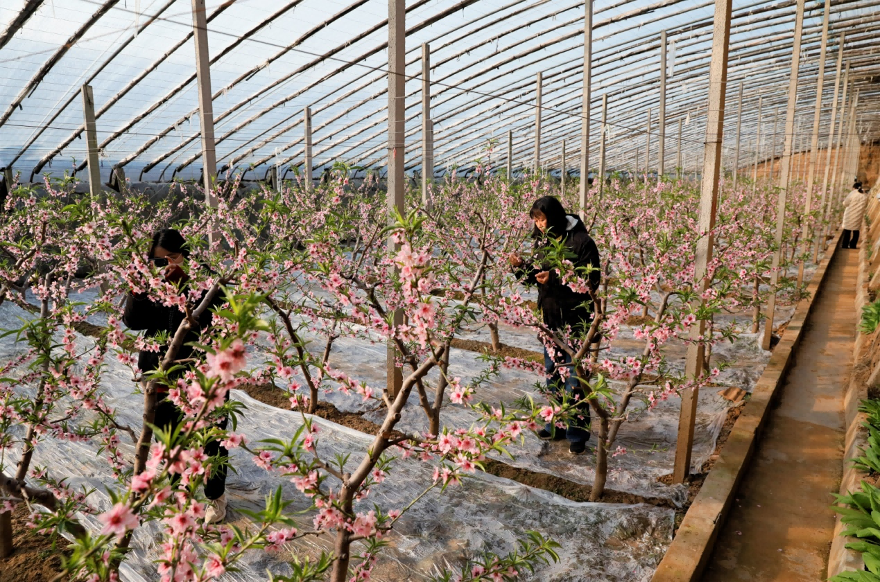 大棚內(nèi)桃花競(jìng)相綻放。 張明月攝