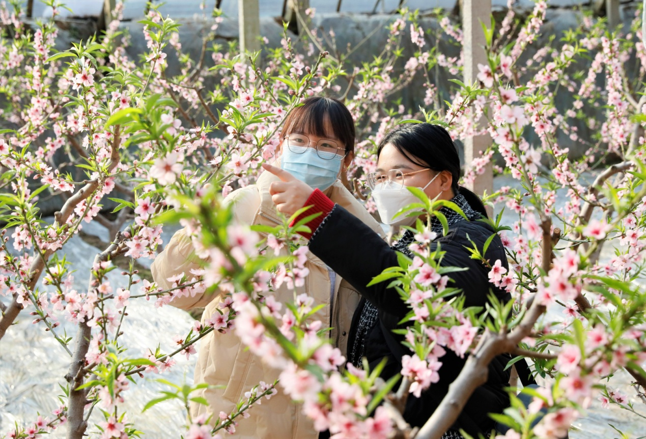 游客在大棚內(nèi)觀賞桃花。 吳瀟攝