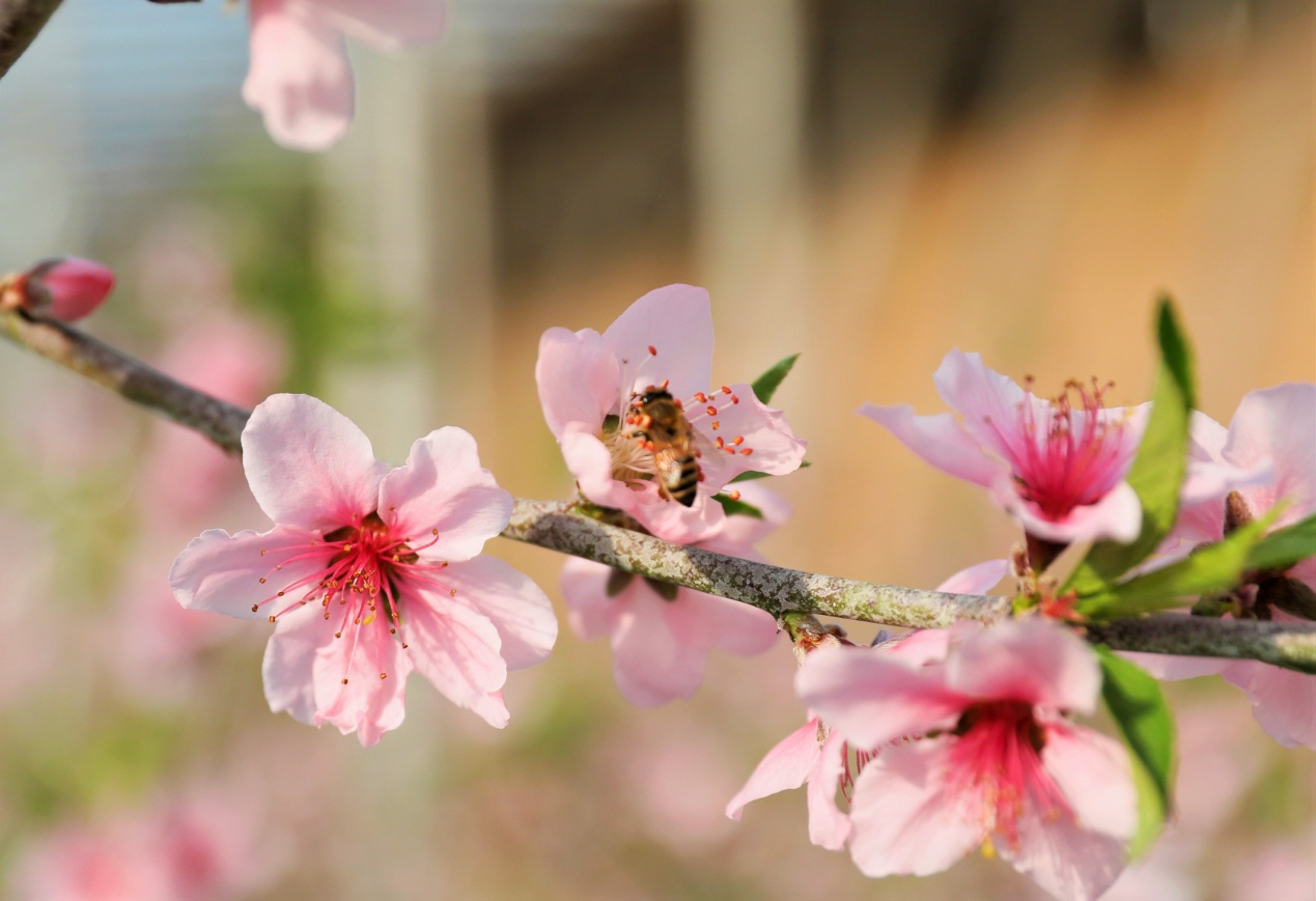 盛開(kāi)的桃花引來(lái)蜜蜂。張明月攝