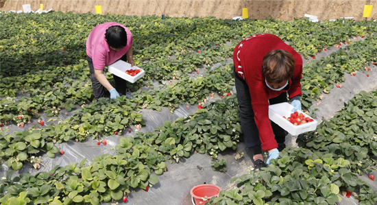 種植戶正在采摘成熟草莓。 張?zhí)鹛饠z