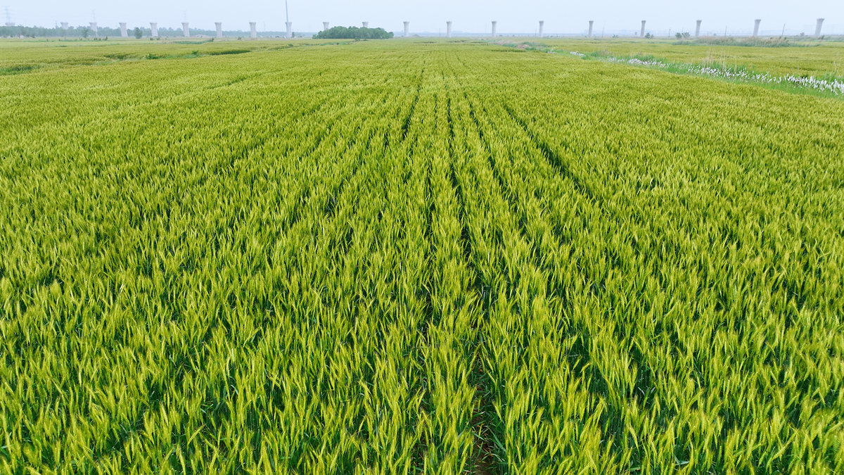 河北省滄州市黃驊市舊城鎮(zhèn)仙莊片區(qū)旱堿地麥田（航拍圖）。 王浩賓攝