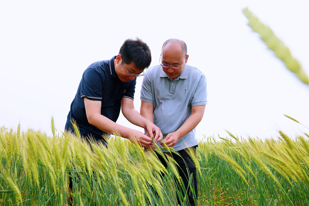 日前，河北省滄州市黃驊市有關部門工作人員觀看旱堿麥長勢。 王浩賓攝