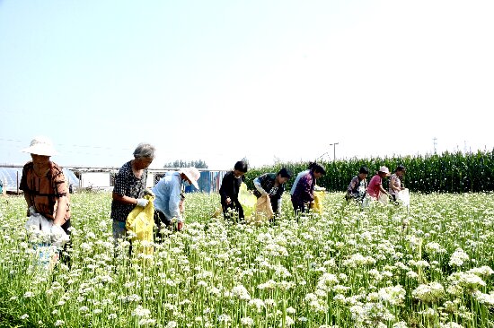 工作人員在合作社采摘韭菜花。 張?chǎng)虜z