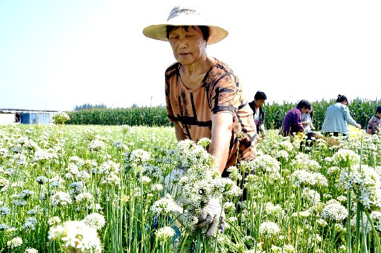 工作人員在合作社采摘韭菜花。張?chǎng)虜z