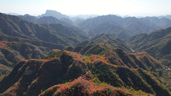 順平縣白銀坨景區(qū)紅葉漫山，層林盡染。 馬小建攝