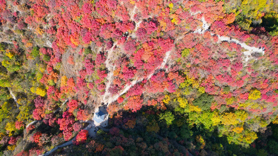 順平縣白銀坨景區(qū)紅葉漫山，層林盡染。 馬小建攝