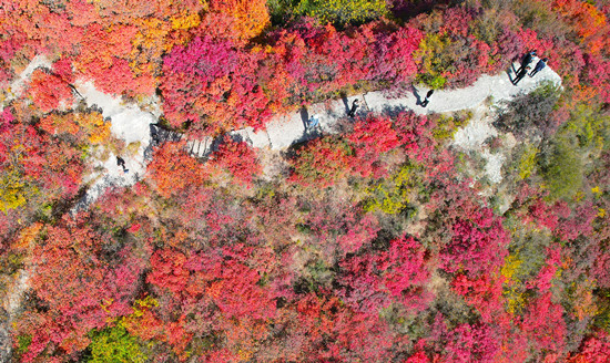 順平縣白銀坨景區(qū)紅葉漫山，層林盡染。 馬小建攝