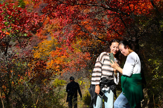 游客在順平縣白銀坨景區(qū)觀賞紅葉。 張明月攝