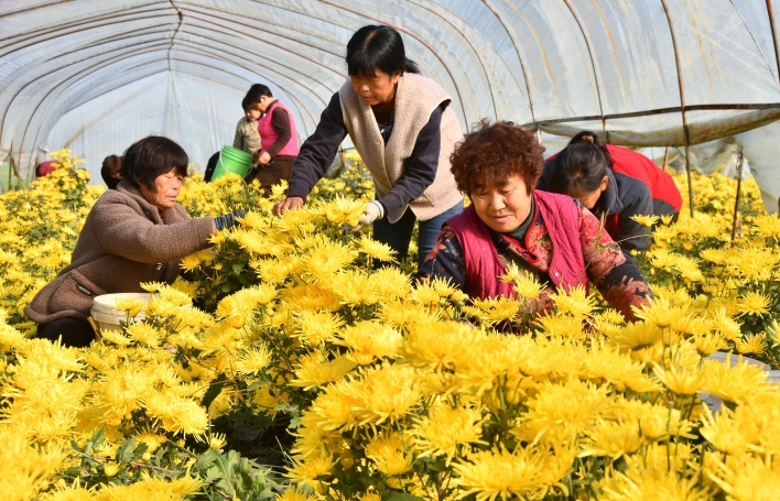 邯鄲市永年區(qū)大北汪鎮(zhèn)歧辛寨村村民正在采摘菊花。