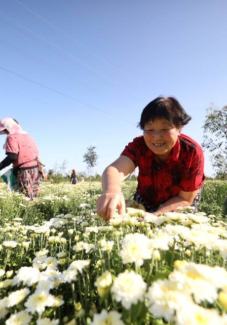 在邱縣梁二莊鎮(zhèn)徐申寨村，村民們正在采摘菊花。王洪超攝