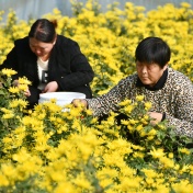 菊花產(chǎn)業(yè)富農(nóng)家菊花種植是永年的特色產(chǎn)業(yè)，通過(guò)采摘、搬運(yùn)、分揀、烘干，菊花已成為當(dāng)?shù)厝罕娭赂划a(chǎn)業(yè)。