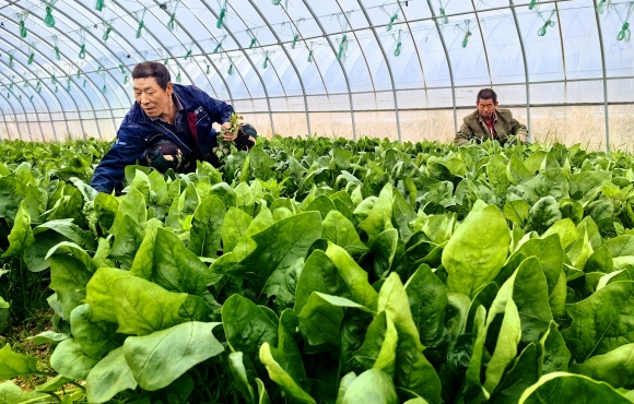 涿鹿大堡鎮(zhèn)有機(jī)蔬菜種植基地。朱文君攝