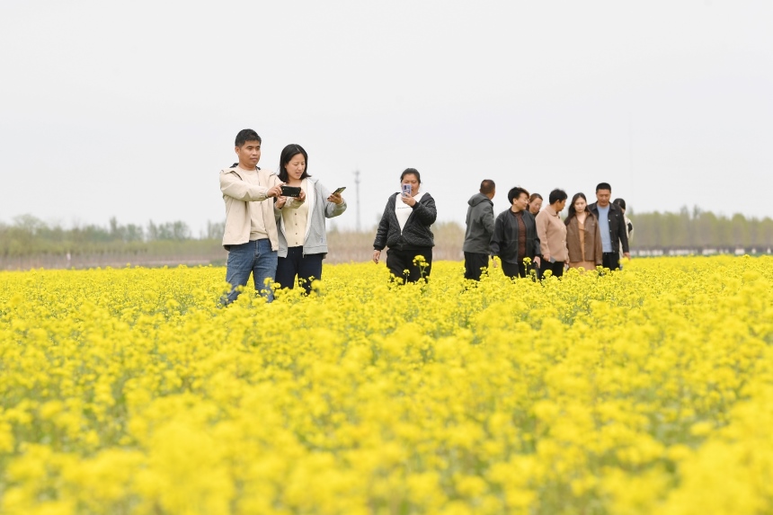 游客在定州市息冢鎮(zhèn)東王郝村的油菜花地拍照。白永民攝