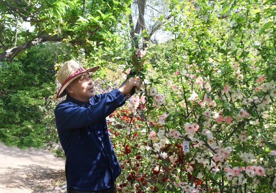 河北省鄉(xiāng)土專家楊恩普正在對木瓜海棠進行日常管理。魯麗華攝