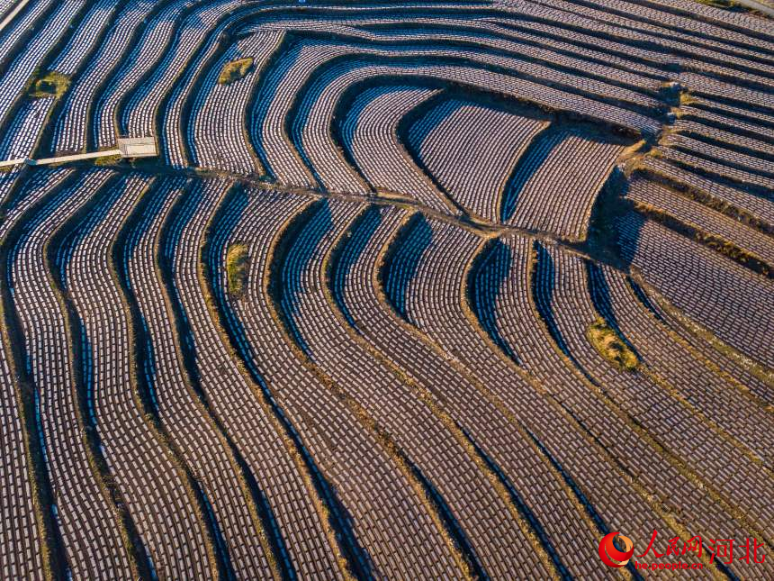 河北省圍場滿族蒙古族自治縣朝陽灣鄉(xiāng)，播種過后的旱作梯田里白色地膜在陽光的映射下似道道白浪美如畫卷。人民網(wǎng)記者 周博攝