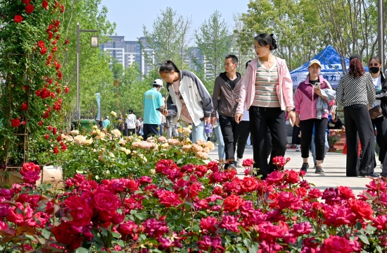 游客在定州市月季周舉辦地眾春園游覽。劉子祎攝