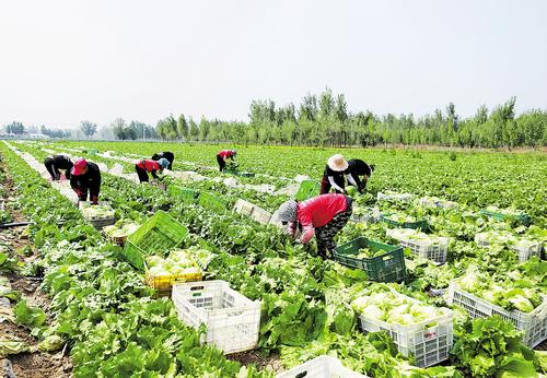 5月10日，在永清縣韓村鎮(zhèn)樓臺村源萊蔬菜種植基地，工人采收球生菜。 河北日報通訊員 龐趁友攝