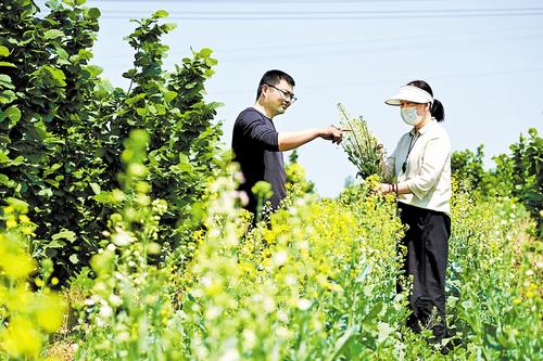 5月9日，阜城縣河北中澤綠業(yè)科技發(fā)展有限公司的榛子園中，游客觀賞綻放的彩色油菜花。河北日報記者 焦磊攝