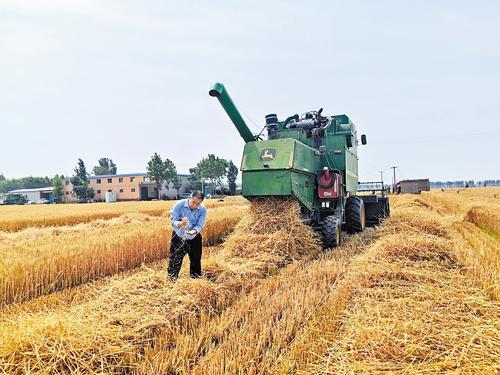 6月8日，在石家莊市藁城區(qū)南營鎮(zhèn)土山村的麥地里，種糧大戶蘇吉平正在查看收割情況。 河北日報(bào)記者 周 潔攝