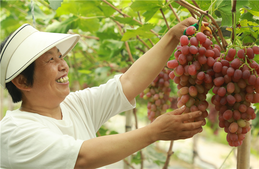 種植戶正在采摘葡萄。馬凱攝