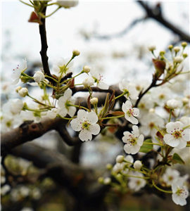 百年梨園梨花。