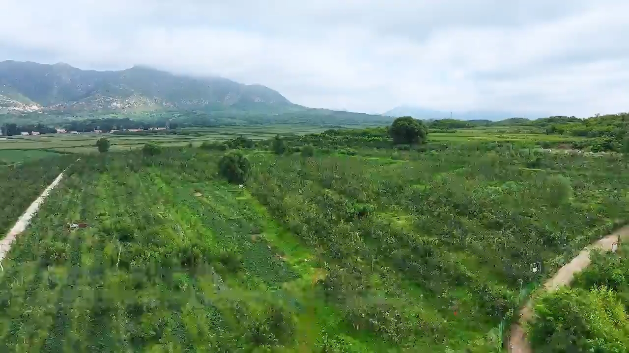 初秋梨滿枝 豐收沉甸甸