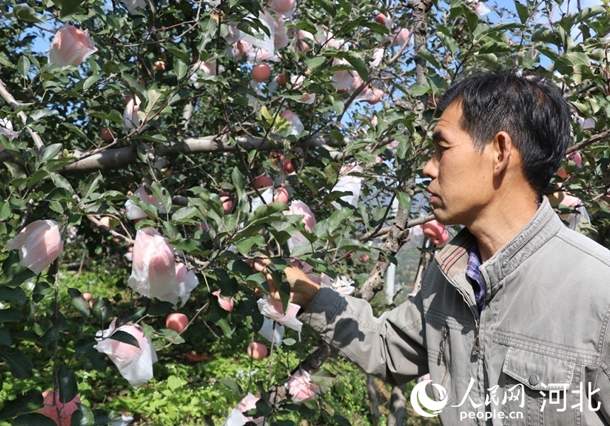 河北省邢臺(tái)市內(nèi)丘縣崗底村果農(nóng)楊增林在介紹自己家的蘋(píng)果。人民網(wǎng)記者 祝龍超攝