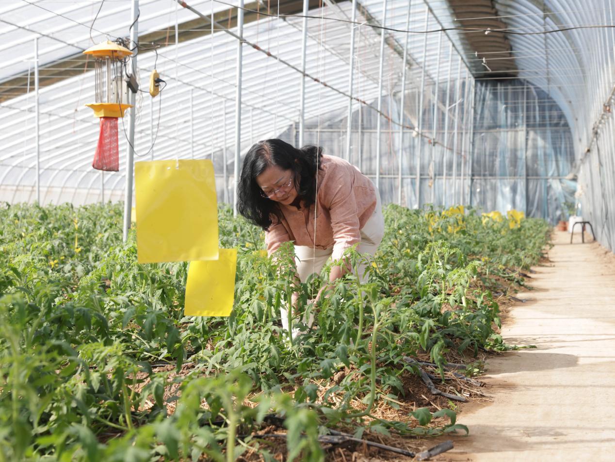 在滄州市新華區(qū)顧官屯村蔬菜大棚里，西紅柿等果蔬長勢(shì)喜人。楊晨攝