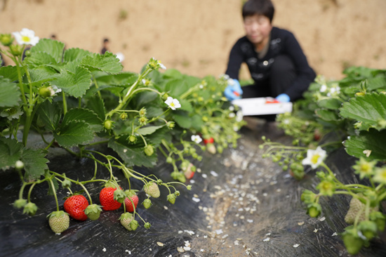 河北省順平縣草莓種植戶正在采摘草莓。趙端攝