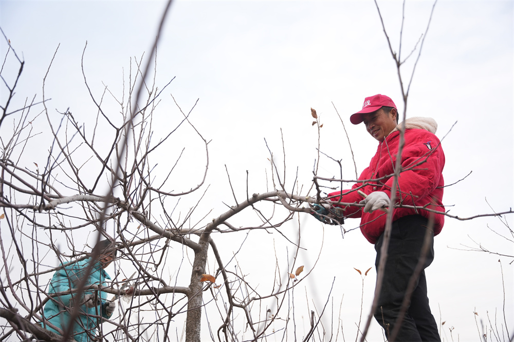 12月24日，在隆堯縣牛家橋鄉(xiāng)梅莊村蘋果園里，果農(nóng)們正在對(duì)果樹進(jìn)行冬剪和管護(hù)。王鑠攝