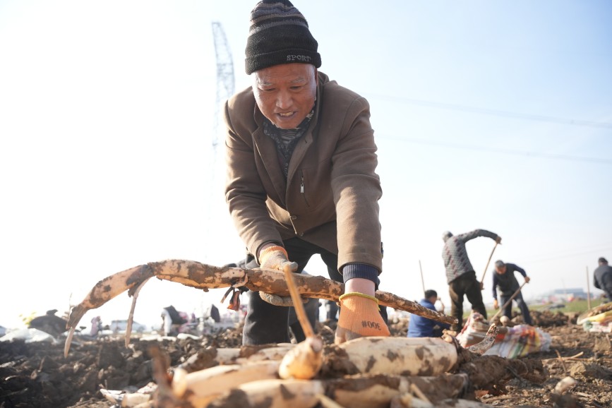 1月7日，在河北省隆堯縣東良鎮(zhèn)澤畔村蓮藕種植基地，農(nóng)民在采挖蓮藕。王雪攝