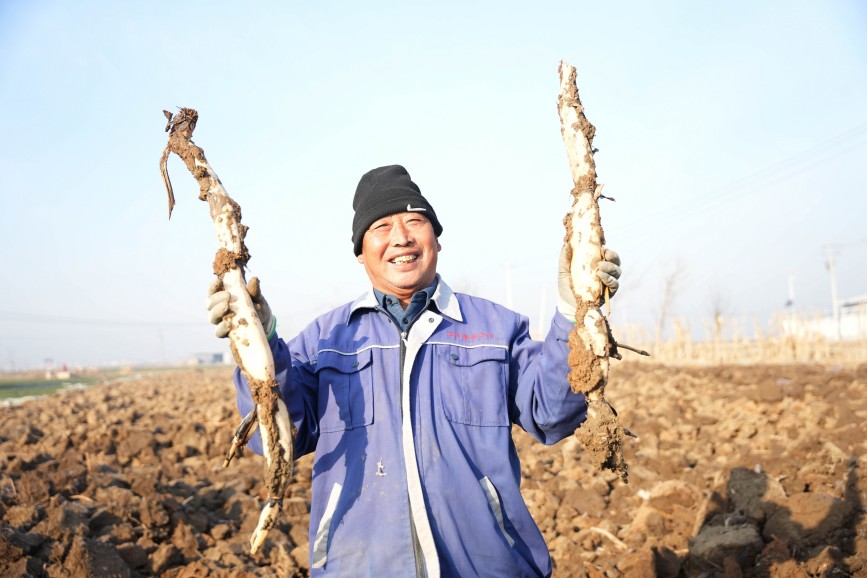 在河北省隆堯縣東良鎮(zhèn)澤畔村蓮藕種植基地，農民展示采挖的蓮藕。王雪攝