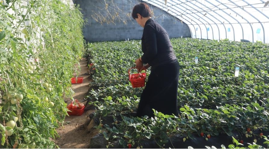 種植戶在溫室草莓大棚采摘顧客需要的草莓。實(shí)習(xí)生申政攝