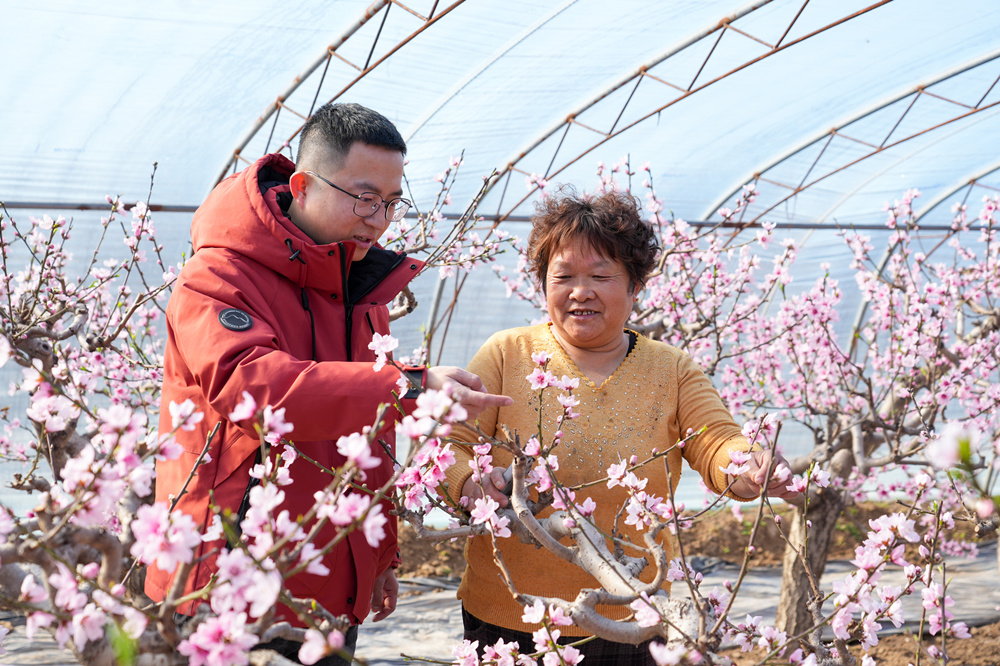 2月18日，農(nóng)技員指導(dǎo)農(nóng)戶為蟠桃樹疏花。馬涉川攝