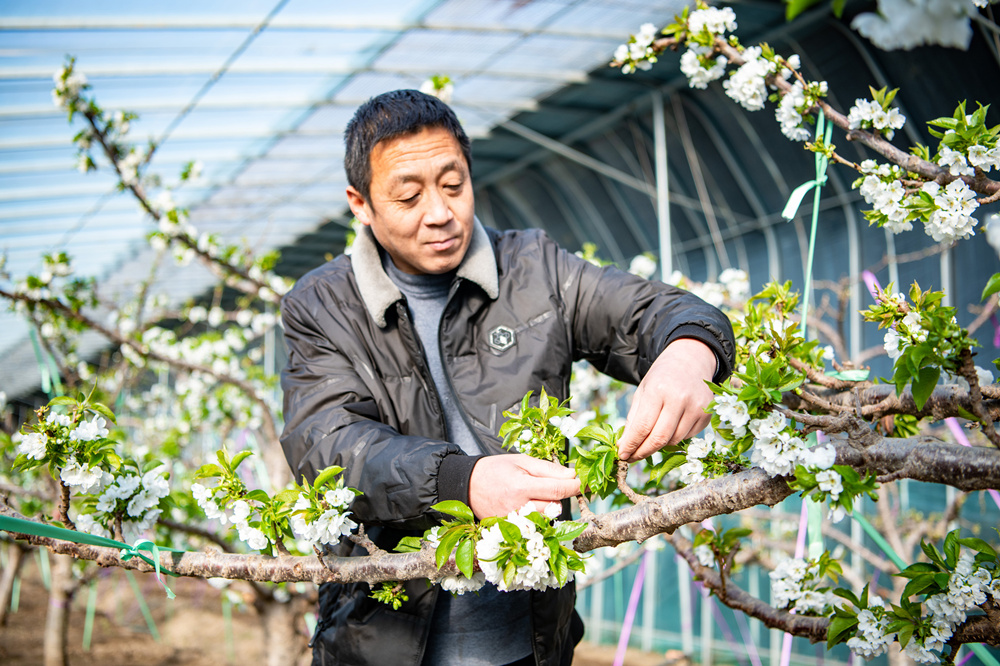 2月18日，農(nóng)戶查看櫻桃樹開花情況。馬涉川攝