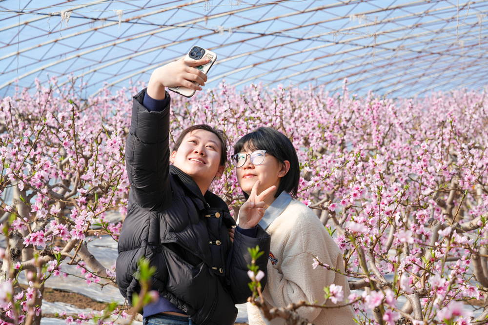 游客在蟠桃花間拍照打卡。馬涉川攝